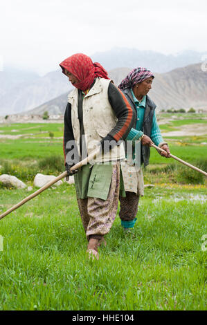 Les femmes travaillent avec des outils d'irrigation à même l'écoulement de l'eau dans leur champ de blé, le Ladakh, Inde Banque D'Images