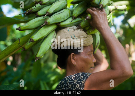 Une femme porte bananes fraîchement récolté sur sa tête, Chittagong, Bangladesh Banque D'Images