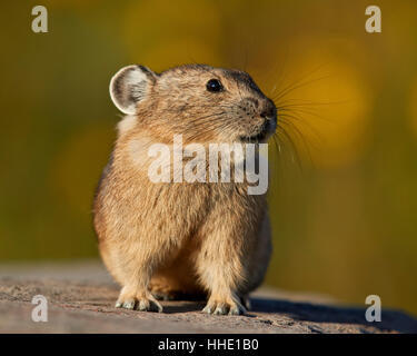 Pika américain (Ochotona princeps), San Juan National Forest, Colorado, USA Banque D'Images