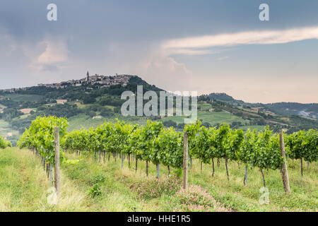 Vignobles près de Todi, Ombrie, Italie Banque D'Images