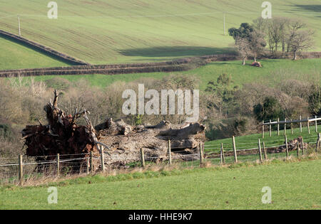 Arbre de chêne déraciné sur les terres agricoles dans la région de Devon, Angleterre Royaume-uni Banque D'Images