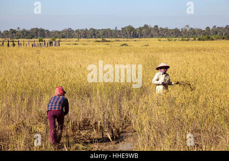 La récolte du riz en villageois Preah Dak Village de Siem Reap - Cambodge Banque D'Images