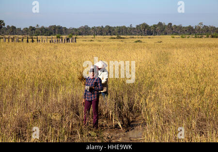 La récolte du riz en villageois Preah Dak Village de Siem Reap - Cambodge Banque D'Images