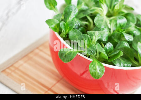 Salade de maïs plante, la mâche (Valerianella locusta), en rouge bol. Copy space Banque D'Images