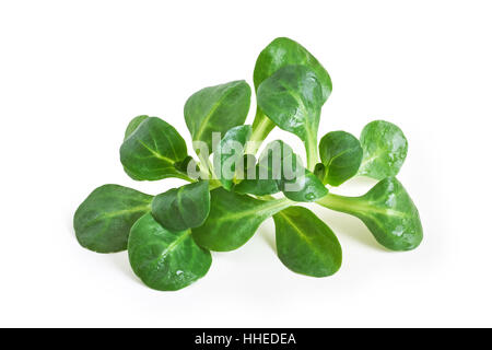 Salade de maïs plante, la mâche (Valerianella locusta), isolé sur fond blanc Banque D'Images