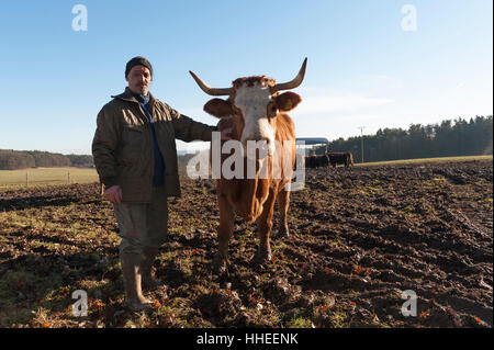 Agriculteur avec vache Salers en pâturage, Middle Franconia, Bavaria, Germany Banque D'Images