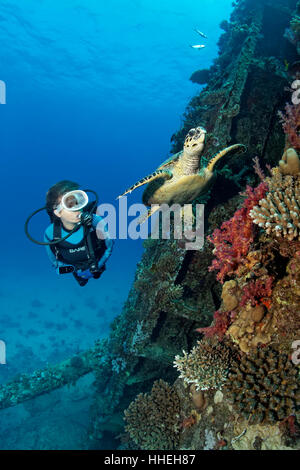 L'observation d'plongeur tortue de mer loggerhead (Caretta caretta) à Giannis D'un naufrage, Shab Abu Nuhas coral reef, Red Sea, Egypt Banque D'Images