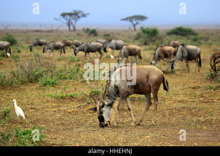 Grande migration des gnous dans Safari Africain. Le parc national Amboseli au Kenya Banque D'Images