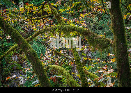 Couvert de mousse et de lichen des branches d'arbre dans les bois de la forêt. Vancouver, Colombie-Britannique, Canada. Banque D'Images
