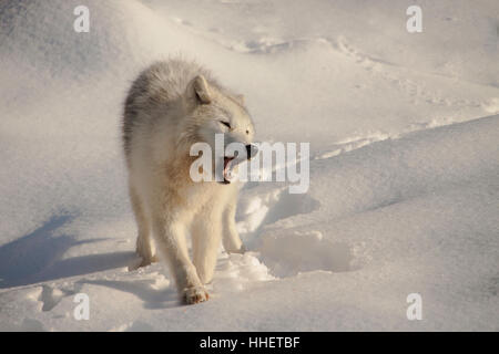 Loup arctique sur la neige , howling prowling la chasse Banque D'Images