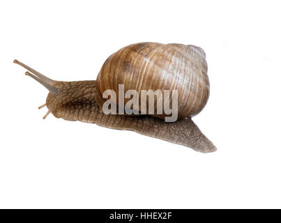 La photographie de studio d'un escargot de vigne vu de dos à dos blanc Banque D'Images