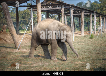 Les éléphants dans Chitwan. Dans les jungles du Népal Banque D'Images