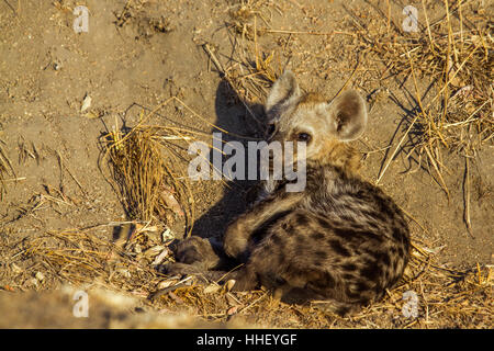 Vu hyeana dans Kruger National Park, Afrique du Sud ; Espèce Crocuta crocuta famille des Hyénidés Banque D'Images