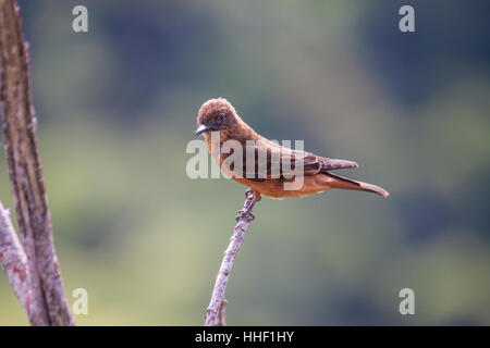 Cliff flycatcher perché sur twig au Brésil Banque D'Images