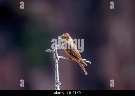 Cliff flycatcher perché sur twig au Brésil Banque D'Images