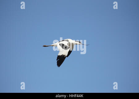 Avocette élégante (Recurvirostra avosetta) - adulte en vol sur fond de ciel bleu Banque D'Images