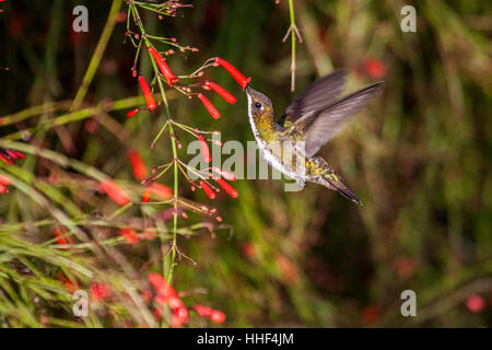 Versicolored emerald hummingbird alimentant à l'oranger au Brésil Banque D'Images