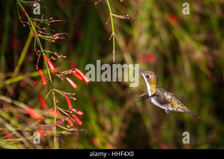 Versicolored emerald hummingbird alimentant à l'oranger au Brésil Banque D'Images