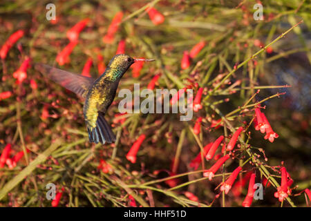 Versicolored emerald hummingbird alimentant à l'oranger au Brésil Banque D'Images