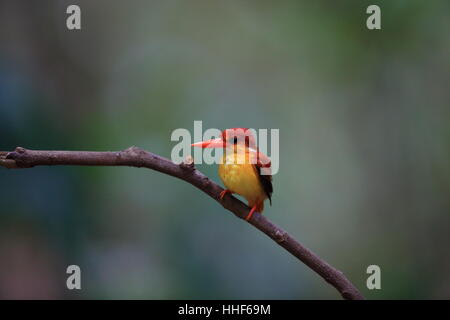 Rufous-Backed rufidorsa Ceyx (Kingfisher) dans le Parc National de Bali Barat, l'île de Bali, Indonésie Banque D'Images