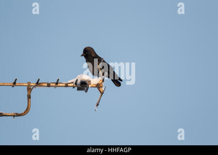 Western jackdaw, également connu sous le nom de l'Eurasian jackdaw choucas, Européen, ou simplement choucas, nom latin Corvus monedula, perché sur une antenne Banque D'Images