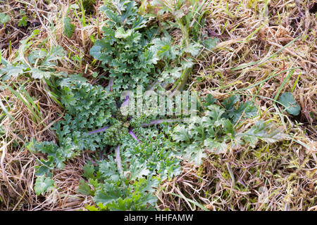 Gewöhnliches Jakobs-Greiskraut Jakobsgreiskraut Greiskraut,,, Blatt, Blätter, Blattrosette, Senecio jacobaea, Jacobea, Staggerwort Banque D'Images