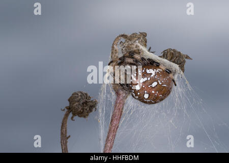 Vierfleck-Kreuzspinne Vierfleckkreuzspinne Weibchen,,,, Kreuzspinne fourspotted orbweaver Araneus quadratus,, femme, Araneidae, Radnetzspinnen, Kreuz Banque D'Images