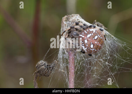 Vierfleck-Kreuzspinne Vierfleckkreuzspinne Weibchen,,,, Kreuzspinne fourspotted orbweaver Araneus quadratus,, femme, Araneidae, Radnetzspinnen, Kreuz Banque D'Images