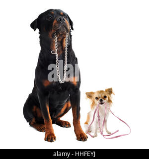 Chiot, chien, laisse, collier, rottweiler, amitié, belle, beauteously, Banque D'Images