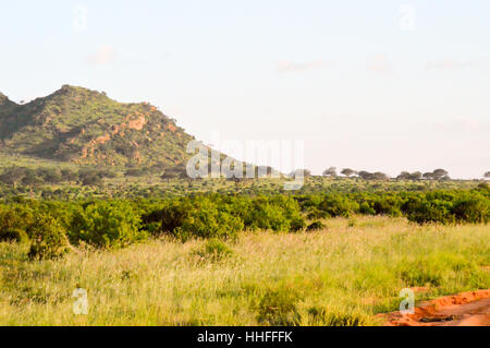 Arbre mort dans la savane verte de l'Est de Tsavo Kenya Park Banque D'Images