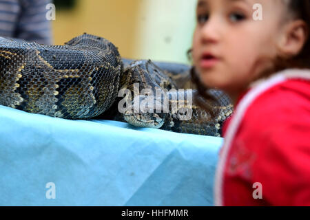 Giza, Egypte. 19 Jan, 2017. Tolba est assise à côté de la fille d'un python à Tolba's zoo privé à Gizeh, Egypte. Africano Tolba Village est un zoo privé établi par 50-year-old hunter Salah Tolba. Il a décidé de transformer son hobby en une exposition d'animaux rares d'affaires par l'intermédiaire d'un zoo privé sous licence. Source : Xinhua/Alamy Live News Banque D'Images