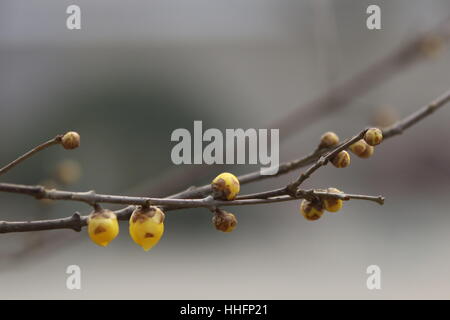 Zhengzhou, Chine. 17 Jan, 2017. **Un usage éditorial uniquement. Chine OUT** Wintersweet fleur fleurs à Zhengzhou, province du Henan en Chine centrale. Crédit : SIPA Asie/ZUMA/Alamy Fil Live News Banque D'Images