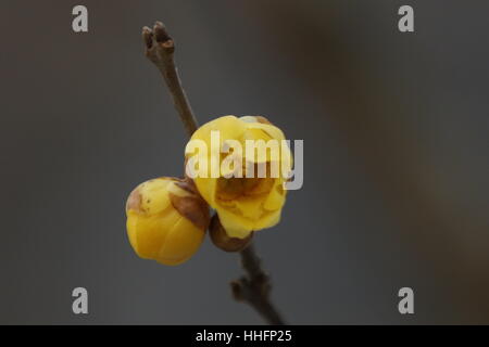 Zhengzhou, Chine. 17 Jan, 2017. **Un usage éditorial uniquement. Chine OUT** Wintersweet fleur fleurs à Zhengzhou, province du Henan en Chine centrale. Crédit : SIPA Asie/ZUMA/Alamy Fil Live News Banque D'Images