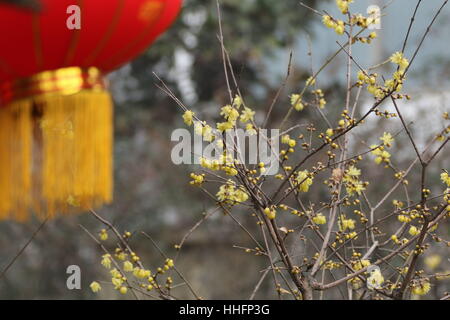 Zhengzhou, Chine. 17 Jan, 2017. **Un usage éditorial uniquement. Chine OUT** Wintersweet fleur fleurs à Zhengzhou, province du Henan en Chine centrale. Crédit : SIPA Asie/ZUMA/Alamy Fil Live News Banque D'Images