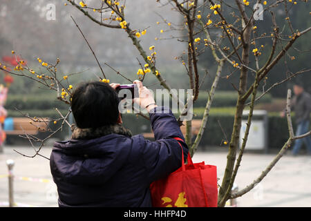 Zhengzhou, Chine. 17 Jan, 2017. **Un usage éditorial uniquement. Chine OUT** Wintersweet fleur fleurs à Zhengzhou, province du Henan en Chine centrale. Crédit : SIPA Asie/ZUMA/Alamy Fil Live News Banque D'Images