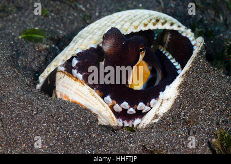 Détroit de Lembeh, Indonésie.19 janvier 2017. Le Coconut octopus (Amphioctopus marginatus) sera généralement utiliser les coquilles de noix de coco comme protection, ils sont, cependant, aussi à l'aise de se cacher à l'intérieur de la coquille comme cette pieuvre est aujourd'hui à Détroit de Lembeh, au nord de Sulawesi, Indonésie Crédit : Ed Brown/Alamy Live News Banque D'Images