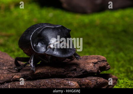 Beetle (Catharsius molossus) Rhino Beetle sur bois souche Banque D'Images