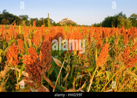 Staatz : Château Staatz, millet, Weinviertel, Niederösterreich, Basse Autriche, Autriche Banque D'Images