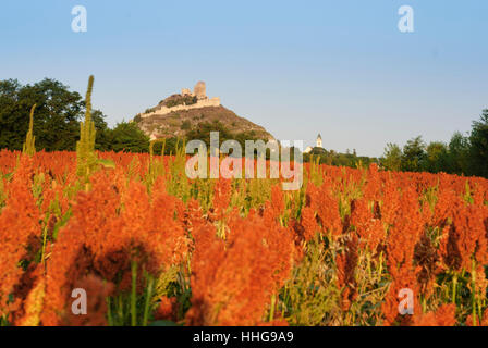 Staatz : Château Staatz, millet, Weinviertel, Niederösterreich, Basse Autriche, Autriche Banque D'Images