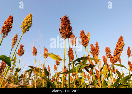 Staatz : champ de mil, Weinviertel, Niederösterreich, Basse Autriche, Autriche Banque D'Images