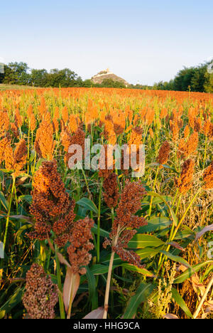 Staatz : Château Staatz, millet, Weinviertel, Niederösterreich, Basse Autriche, Autriche Banque D'Images