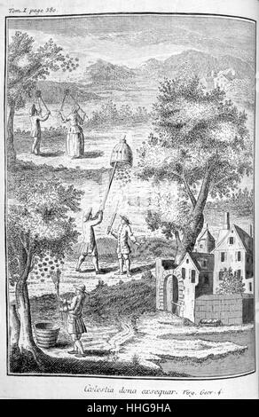 L'Apiculture (Apiculture) à partir de l'édition 1775 de "Oeconomie générale de la campagne ou Nouvelle maison rustique", Paris, 1700. Par Louis Liger (1658-1717), agronome français et écrivain prolifique sur la flore et la faune. C'était un guide pour les habitants des pays de l'horticulture Banque D'Images