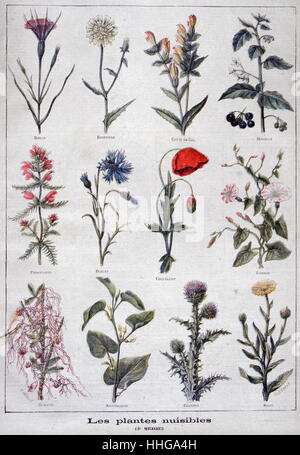 Illustration dépeignant les plantes toxiques ou nocifs. 1897 Banque D'Images