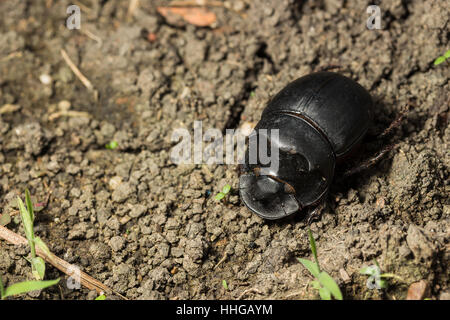 Beetle (Catharsius molossus) Rhino Beetle marche sur le terrain Banque D'Images