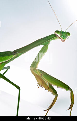 'Mantis religiosa' insecte Mante religieuse macro close-up portrait Banque D'Images