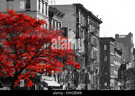 Arbre automne rouge en noir et blanc Paris Scène de rue sur la 2e Avenue, dans l'East Village de Manhattan, New York City Banque D'Images