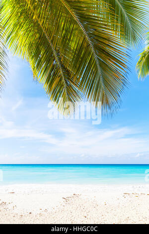 Tropical Beach photo verticale arrière-plan. Sable blanc, eau bleu azur et palm tree branches sur ciel bleu. La côte de la mer des Caraïbes, la République dominicaine, Saon Banque D'Images