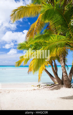 Cocotiers poussent sur une plage de sable blanc. La côte de la mer des Caraïbes, la République dominicaine, l'île de Saona Banque D'Images