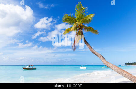 Cocotier pousse sur une plage de sable blanc de l'île de Saona. La côte de la mer des Caraïbes, la République Dominicaine Banque D'Images