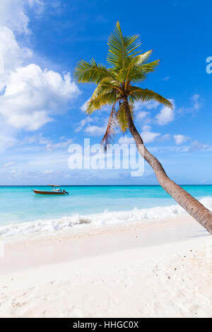 Cocotier pousse sur une plage de sable blanc. La côte de la mer des Caraïbes, la République dominicaine, l'île de Saona Banque D'Images